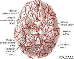 Brain Artery Model